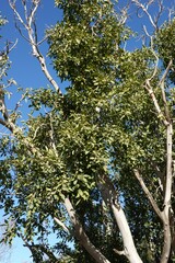 Ficus cordata