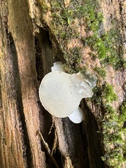 Pseudohydnum gelatinosum