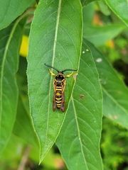 Pennisetia marginatum