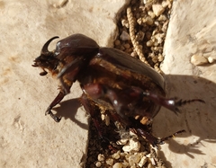 Phyllognathus excavatus