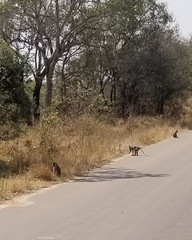 Chlorocebus pygerythrus pygerythrus