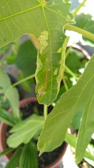 Choreutis nemorana