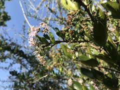 Ehretia rigida