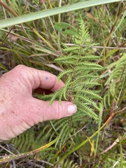 Thelypteris palustris