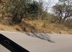 Chlorocebus pygerythrus pygerythrus