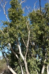 Ficus cordata