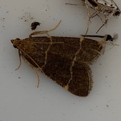 Hypsopygia glaucinalis