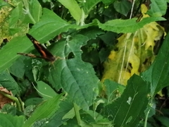 Chlosyne lacinia adjutrix