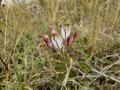 Allium moschatum