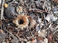 Lycoperdon echinatum