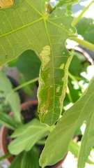 Choreutis nemorana