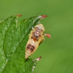 Euscelidius variegatus
