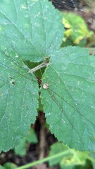 Dicranopalpus ramosus