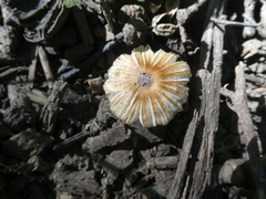 Pseudosperma sororium