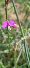 Polygala garcinii