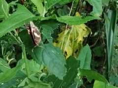 Chlosyne lacinia adjutrix