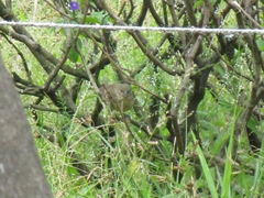 Sporophila nigricollis