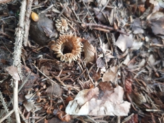 Lycoperdon echinatum