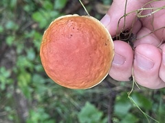 Hortiboletus rubellus