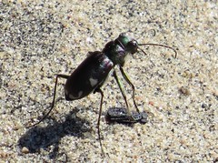 Cicindela scutellaris lecontei