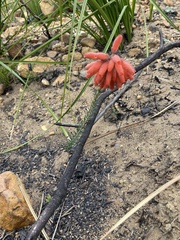 Erica cerinthoides cerinthoides