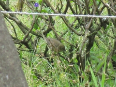 Sporophila nigricollis