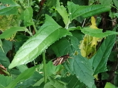 Chlosyne lacinia adjutrix
