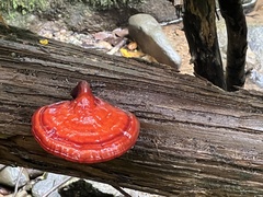 Ganoderma tsugae