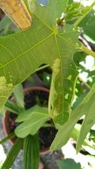 Choreutis nemorana