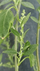 Chenopodium berlandieri