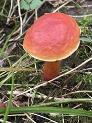 Hortiboletus rubellus