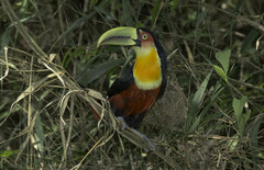 Ramphastos dicolorus