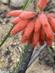 Erica cerinthoides cerinthoides