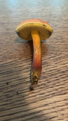 Hortiboletus rubellus
