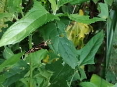 Chlosyne lacinia adjutrix