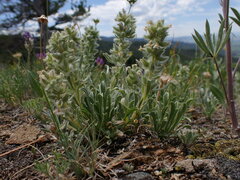 Oreocarya spiculifera