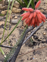Erica cerinthoides cerinthoides