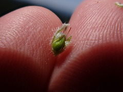 Oreocarya spiculifera