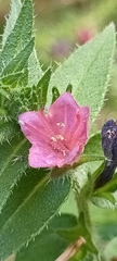 Echium rosulatum