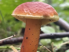 Hortiboletus rubellus