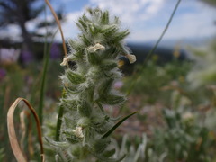 Oreocarya spiculifera