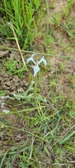 Moraea tripetala