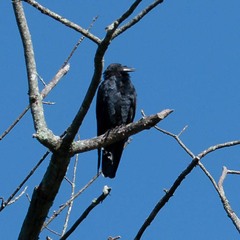 Corvus ossifragus