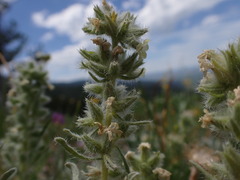 Oreocarya spiculifera