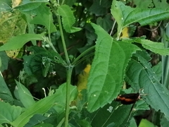 Chlosyne lacinia adjutrix