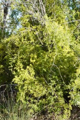 Asparagus retrofractus