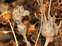 Isocolus lichtensteini