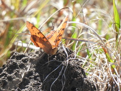 Catacroptera cloanthe cloanthe