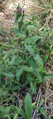 Echium rosulatum