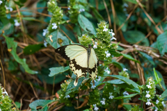 Papilio dardanus